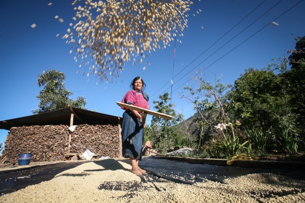 CODECH is a Fairtrade-certified coffee producer in Guatemala - Sean Hawkey.jpg