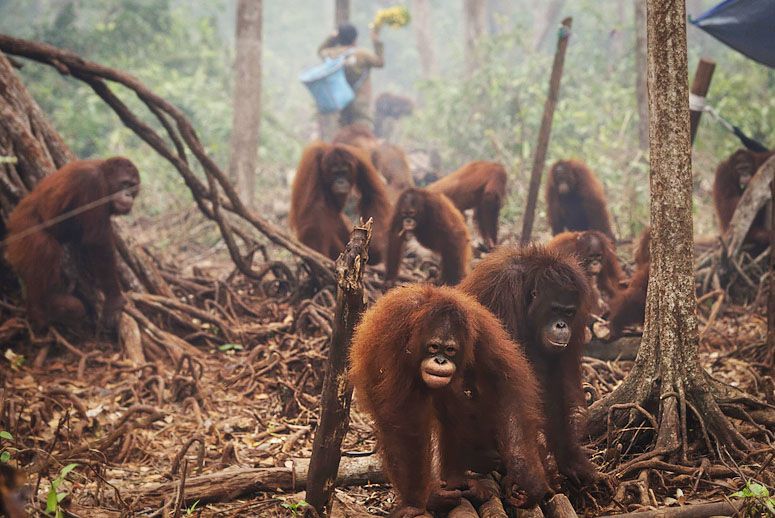 orangutans-fire-MAIN.jpg