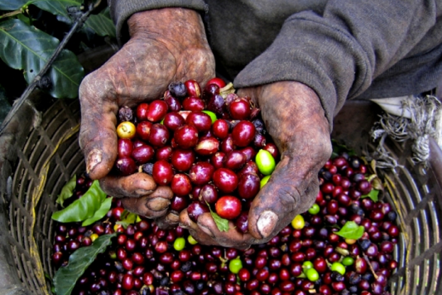 公平貿易咖啡-生態綠.jpg