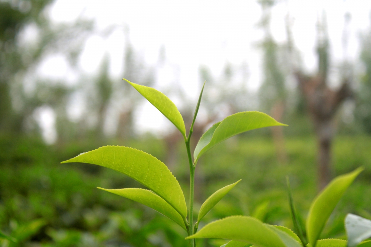 tea-leaf-1708955_1920.jpg
