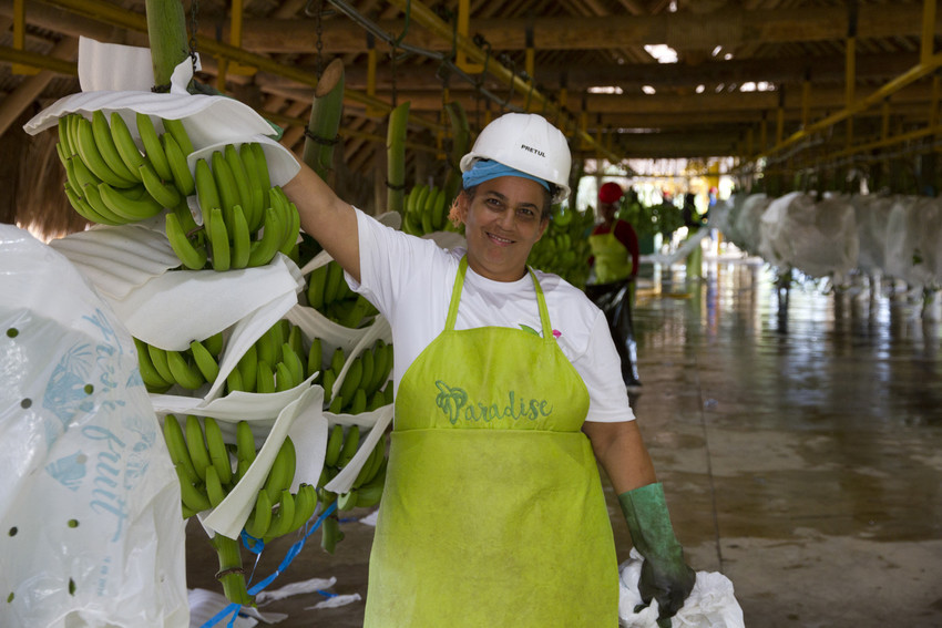 Bananas Dominican Republic Paradise Produce 2020-scr.jpg