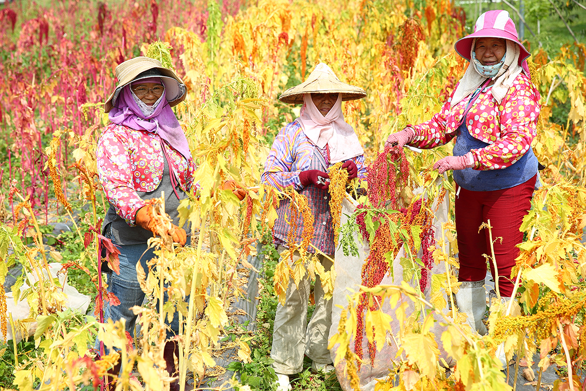 [好生意]紅藜堅果輕巧酥3.jpg