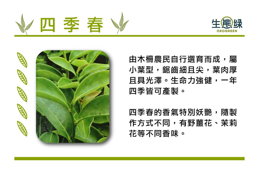 茶葉樹種-四季春.jpg