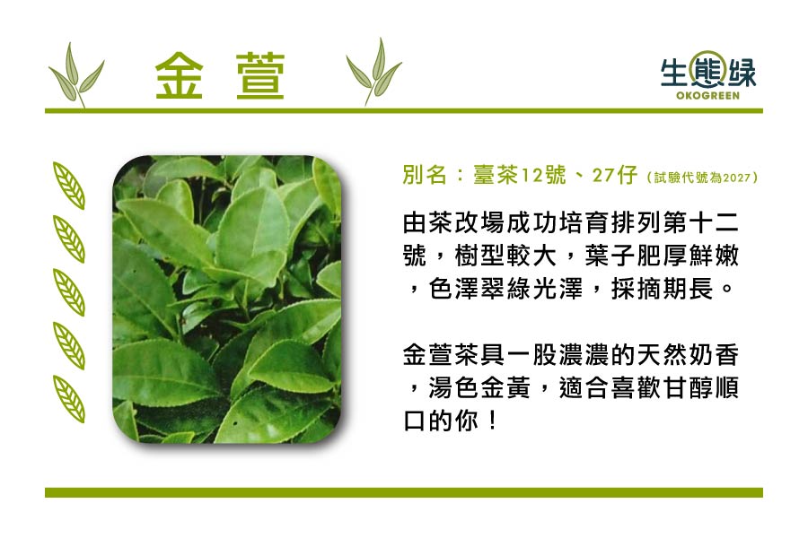 茶葉樹種-金-萱.jpg