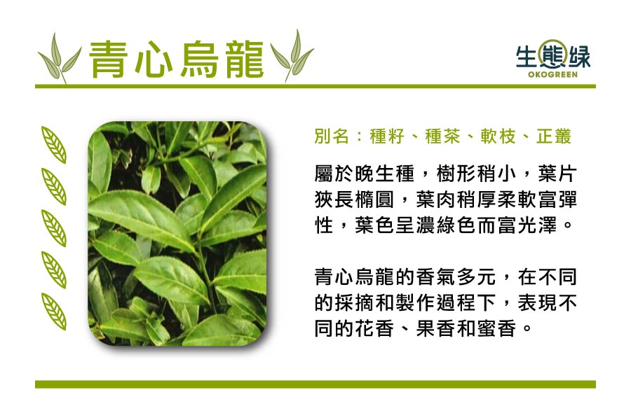 茶葉樹種-青心烏龍.jpg