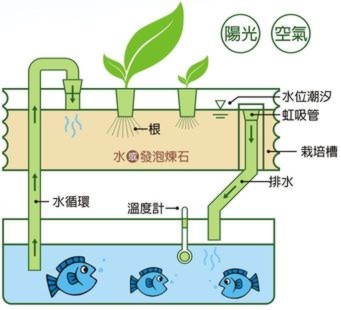 魚菜共生new.jpg