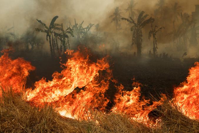 01orangutanfires.ngsversion.1459868220936.adapt_.676.1.jpg