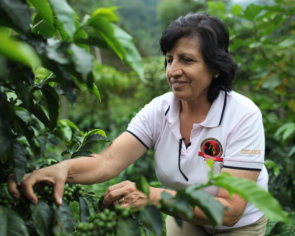 Peru-FTO-CECANOR-pic-1.jpg