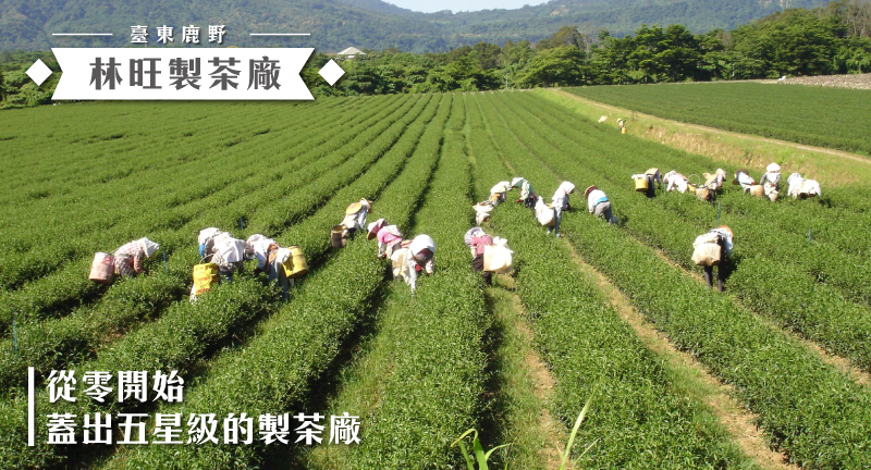 blog-封面圖-林旺製茶廠-生態綠.jpg