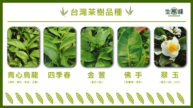 blog-茶葉樹種.jpg