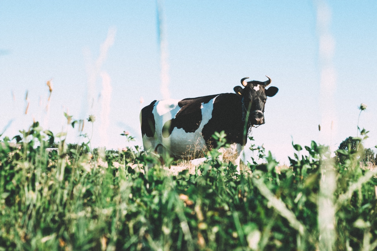 cow-1031017_1920.jpg