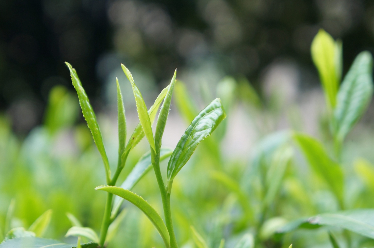 tea-1326119_1920.jpg