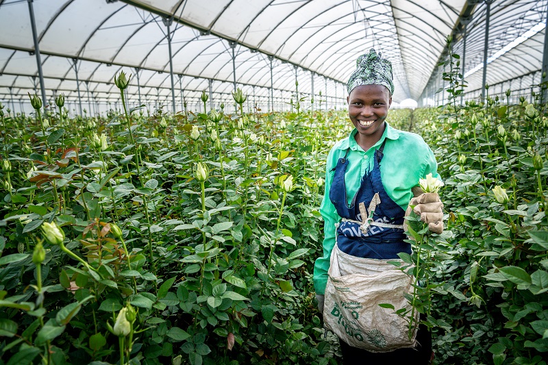 flower kenya.jpg