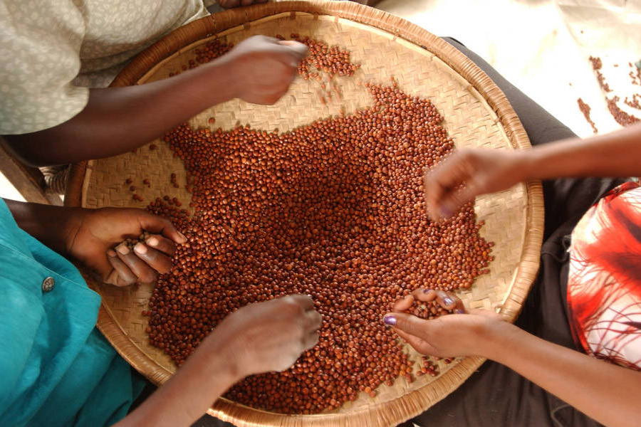11-10-2015FAO_Pulses.jpg