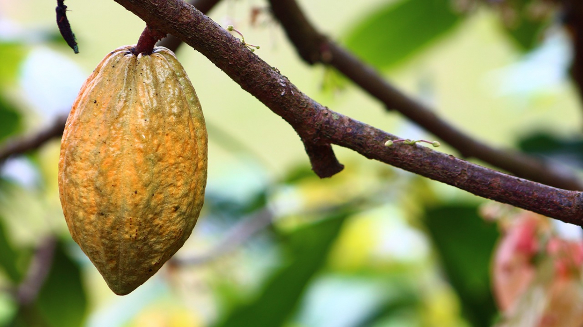 cocoa-1529742_1280.jpg